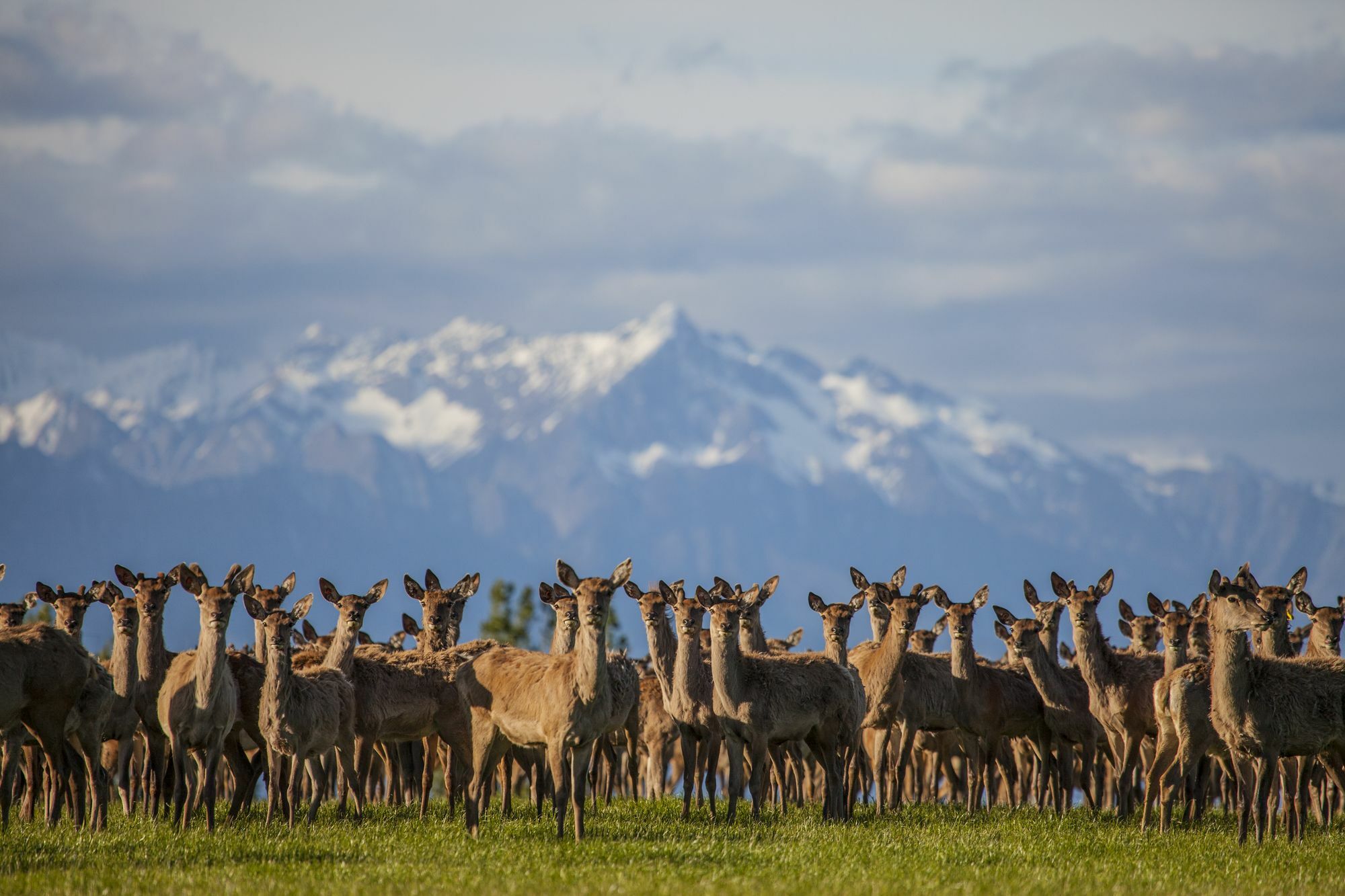 Criffel Station Farmstays Luggate Zewnętrze zdjęcie
